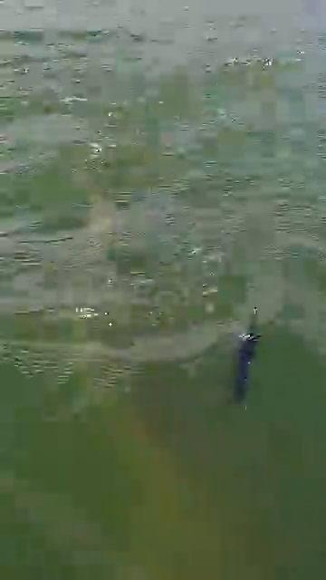 Looking For Pike, Find A Catfish 🎣 #catfish #fishing #underwater