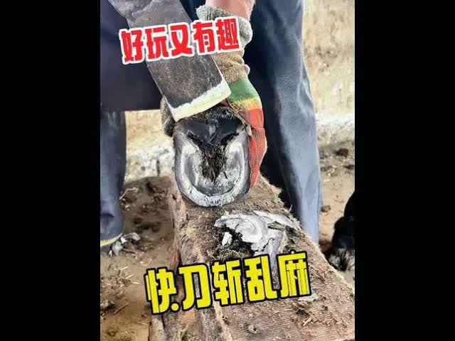 Мастер обрезает копыта осла острым ножом.