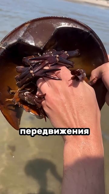 #одноизсамыхдревнихсуществназемле #живаяприрода #голубаякровь #реакция #rutube