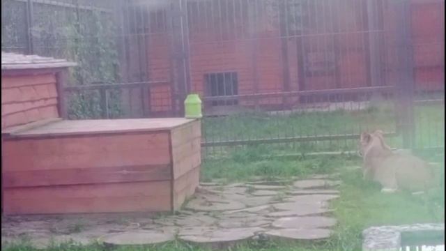 CDTM6321-Видео от Ивана-28.09.2026