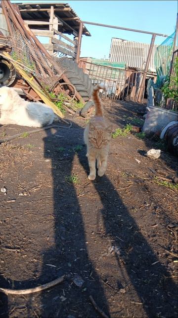 Котик