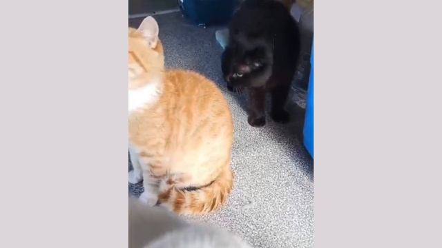 Котики с лейкозом живут в отдельном котодоме
