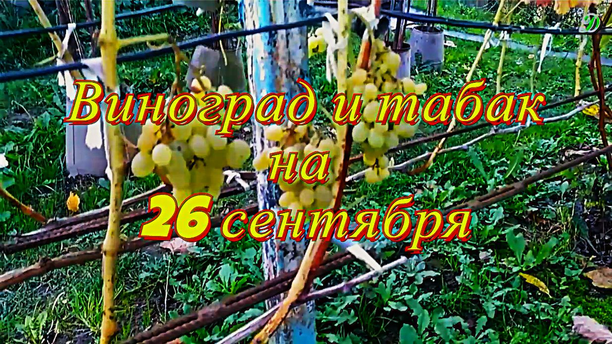 Как вырастить виноград и табак в Подмосковье 26 сентября