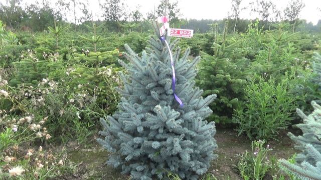 22 902 Голубая елка в горшке. Живые новогодние елки.