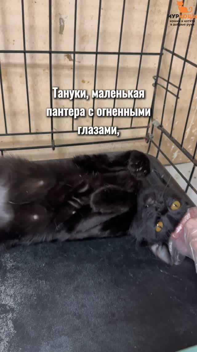 Тануки ждёт вас в приюте #Муркоша