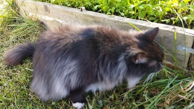 МИШКА 😻 РЕШИЛ ПОДСТРИЧЬСЯ 😊#кот#веселыекоты