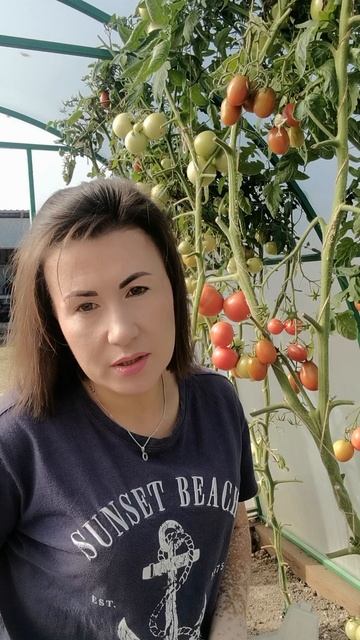 Уборка помидорок