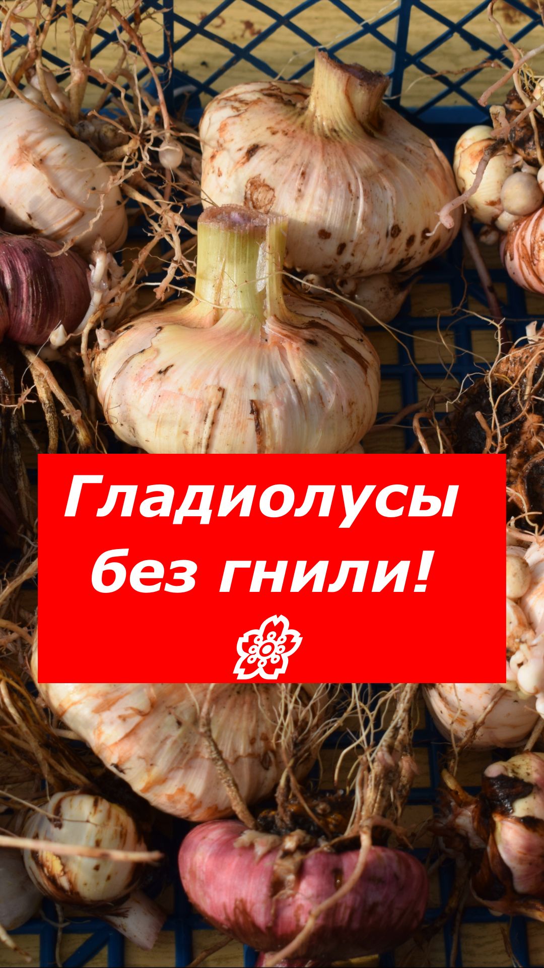 Правильная выкопка и защита гладиолусов в конце сентября