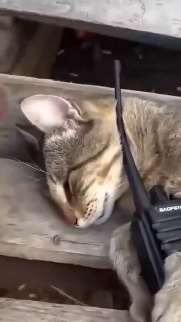 ❤️Солдат спит, служба идёт