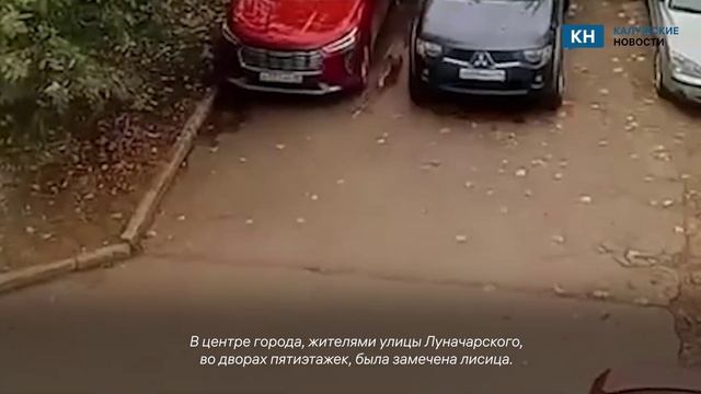 Лису заметили в центре Калуги