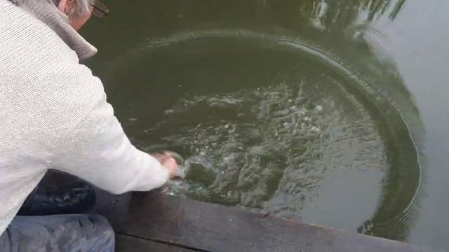 ловля трофейного карпа,карповая рыбалка РК 