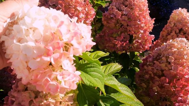 Эффект солнышка 🌞 на гортензиях 🌺