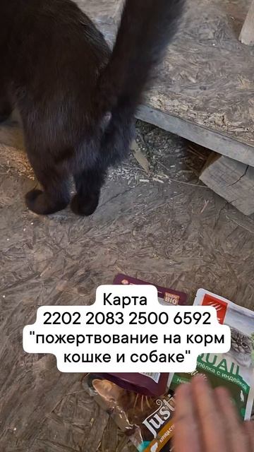 покормите кошку