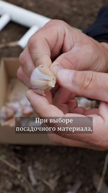 От зубчика до крупной головки: как я сажаю озимый чеснок