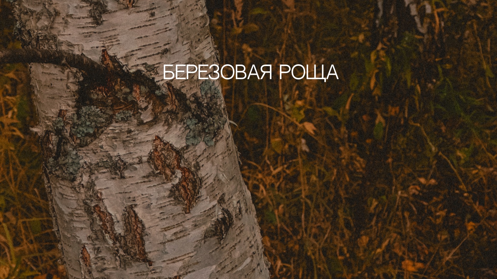 Березовая роща