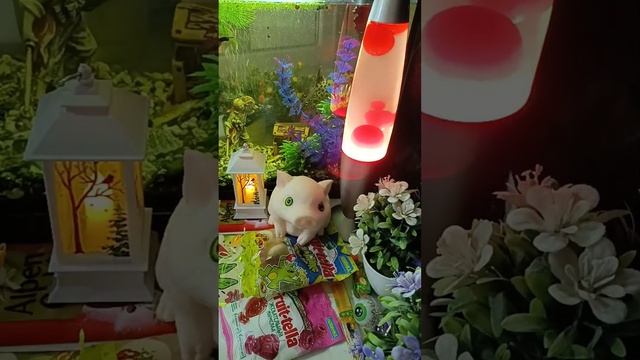 ASMR Chocolate Live Broadcast