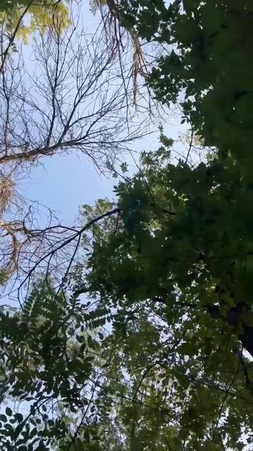 красота