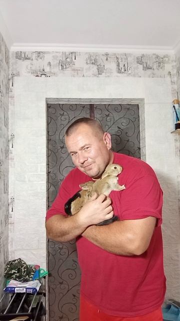 кролики