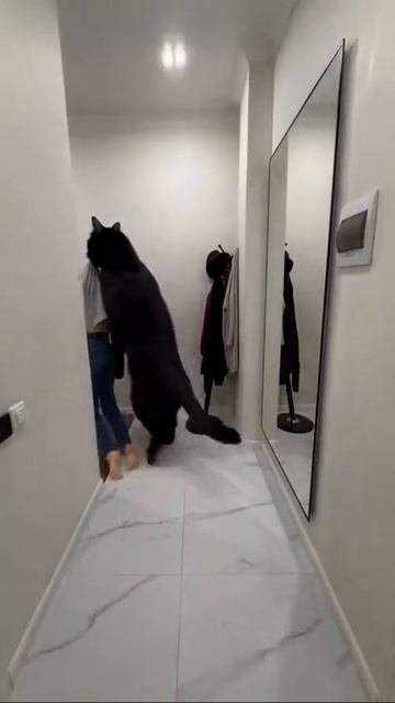 Заботливый кот
