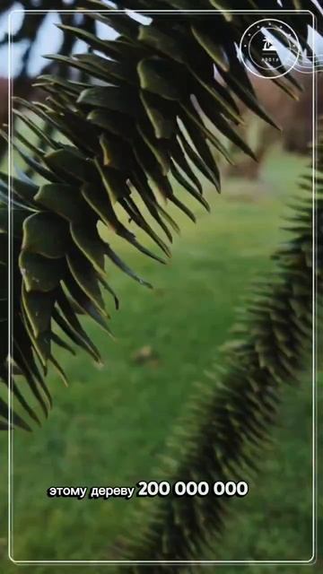 История одного ирландского дерева 🌿