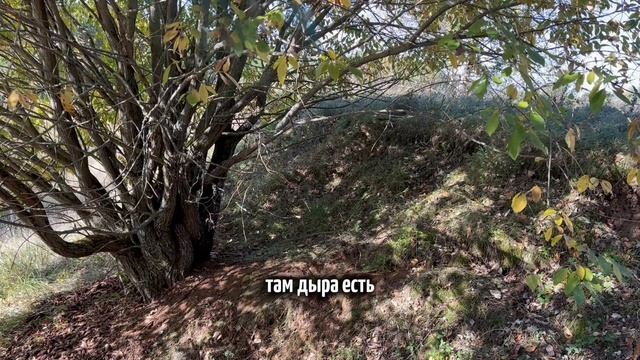 Прогулка в сосновом бору