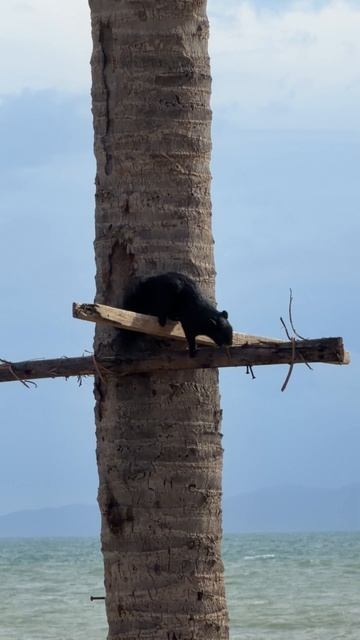 Черная белка 🐿️
