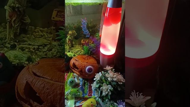 ASMR Chocolate Live Daily ASMR With A Lava Lamp And Fish In An Aquarium