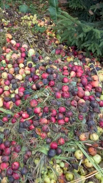 что упало то пропало🍎🍏