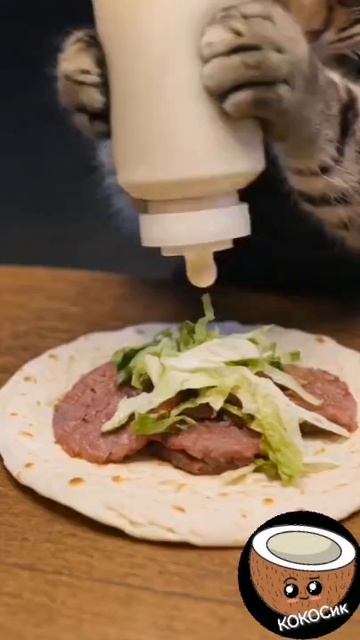 Наши Котики