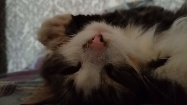 как спит мой кот