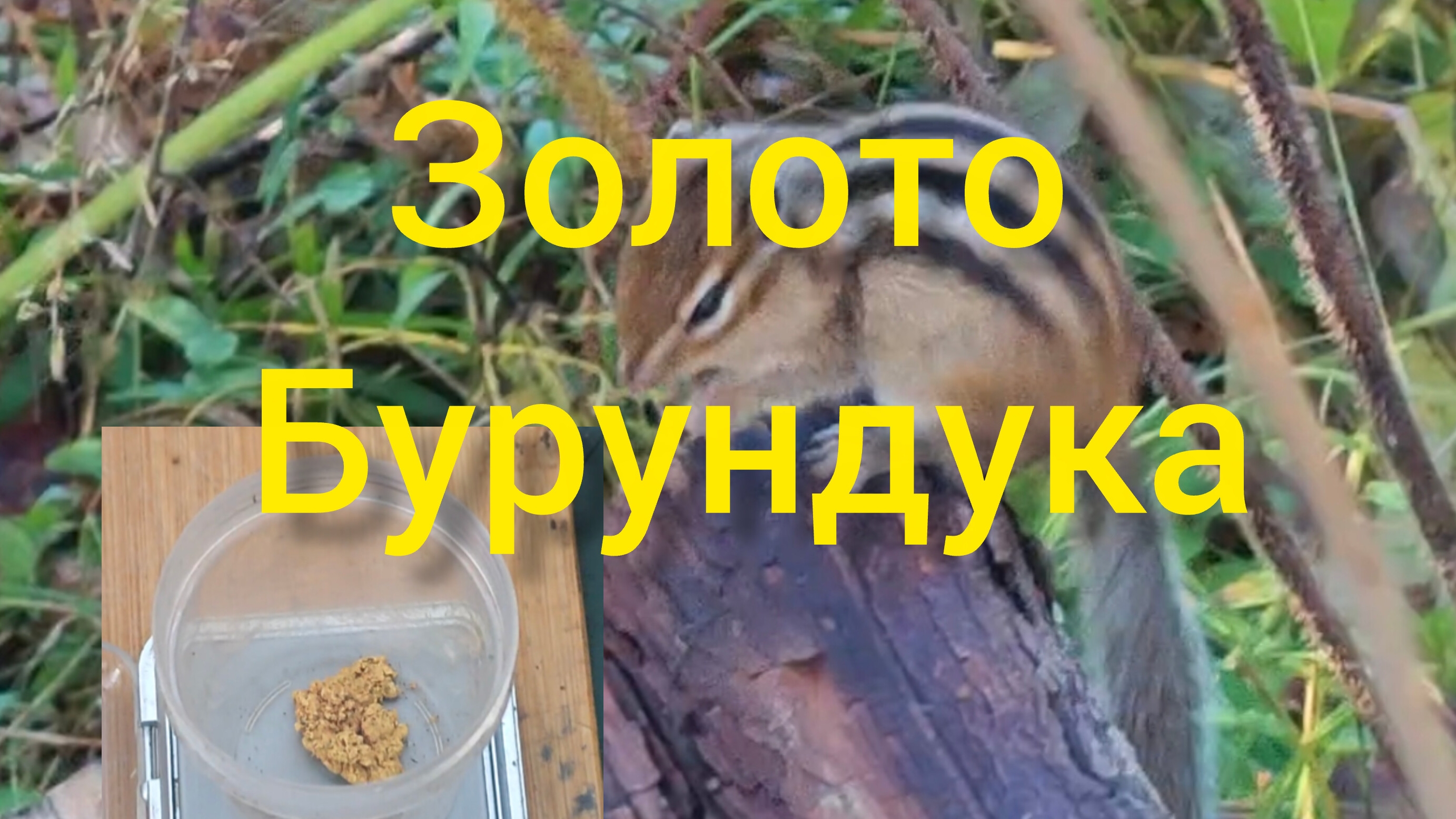 Золото бурундука