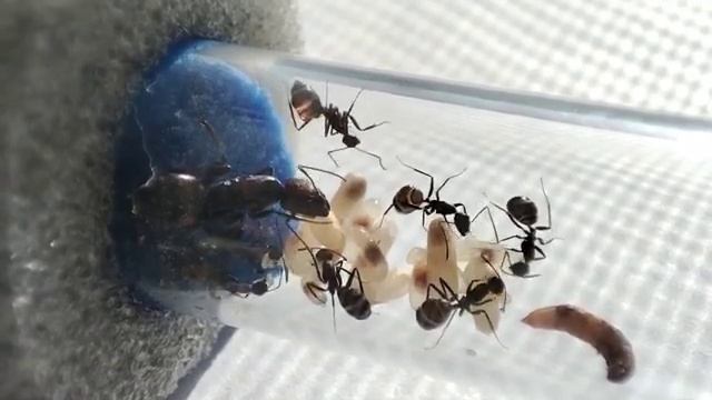 Муравьи CAMPONOTUS NICOBARENSIS / всё о виде