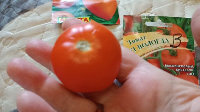 Итоги огородного сезона 26// томаты, обзор по сортам.