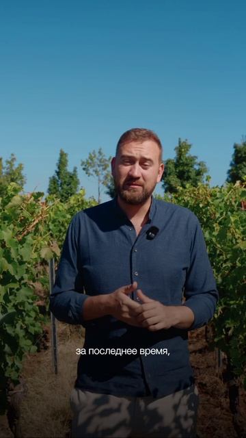 КФХ Николаев Михаил Иванович: Идет сбор органического винограда