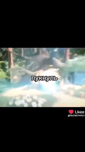 Все смерти Маши  и медведь