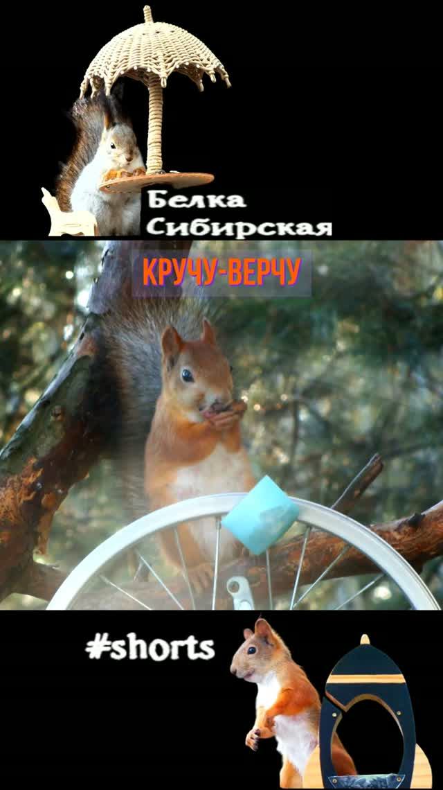 Белка ест и качает карусель
