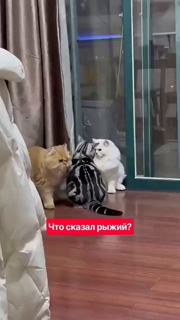 рыжий шепнул(ссылка тут🫵👇👇👇👇)