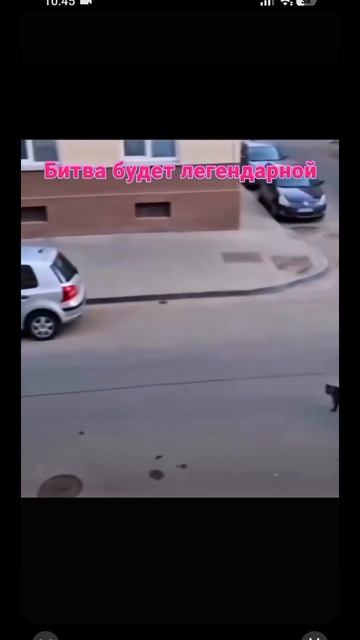 Эта битва будет легендарной😼