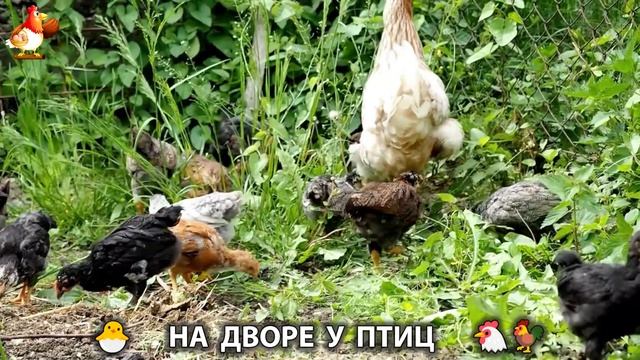 На дворе у птиц или куриная рутина простых несушек (31)