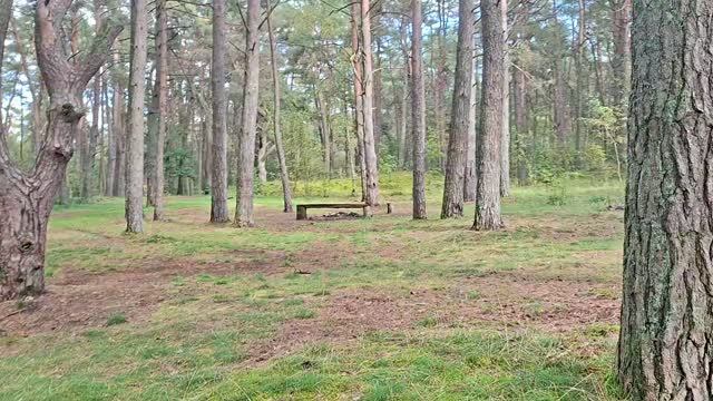 В лес за корой. Запасы пополнены,бюджет сэкономлен👌