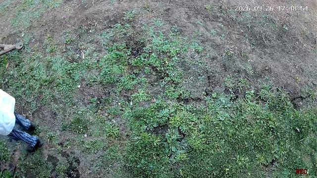 Незванный гость на участке.