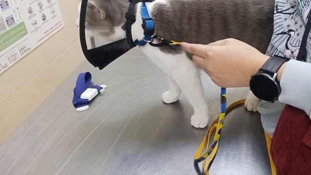 Влог.Сдача крови 🩸 Бусику 🤯😮🐱 кусался и шипел на врача #влоги #ветклиника #бусик