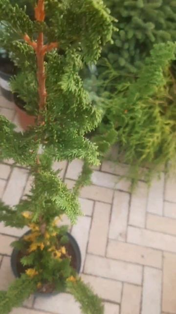 ❤🌲Кипарисовик Тедди Биар 
✔Продажа растений в макс и телеграм канале: Https://t.me/love_is_hvoiny_dv