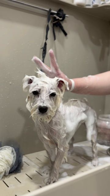 У нас на груминге белое чудо по кличке Тея🐶