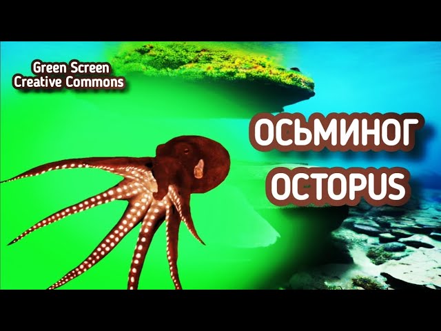 ОСЬМИНОГ GREEN SCREEN ФУТАЖ. Хромакей анимация осьминога на зелёном фоне.