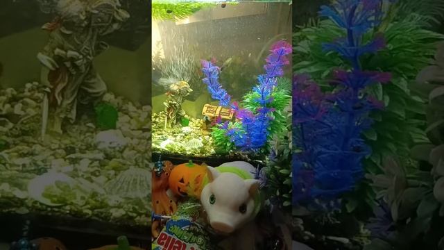 Chocolate ASMR Live With The Giant Fish In The Aquarium And Chocolates