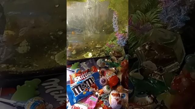 ASMR Chocolate Video Live For Your Pleasure And Satisfaction And A Pleasant Sleep