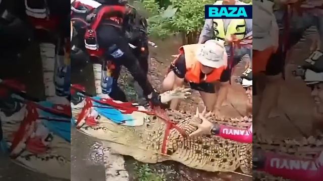 В Таиланде спасли 400-килограммового крокодила из затопленного храма.

Вода у его вольера поднялась