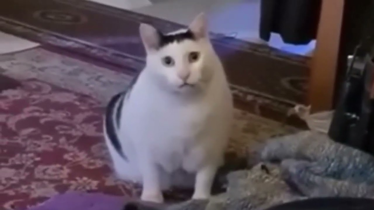 Мемный кот или HUH CAT готовыемемы приколы мемы мемыдлямонтажа футажи мем-футажи