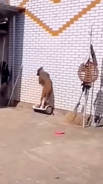 ЖИЗНЬ СО СМЕХОМ 😂 92